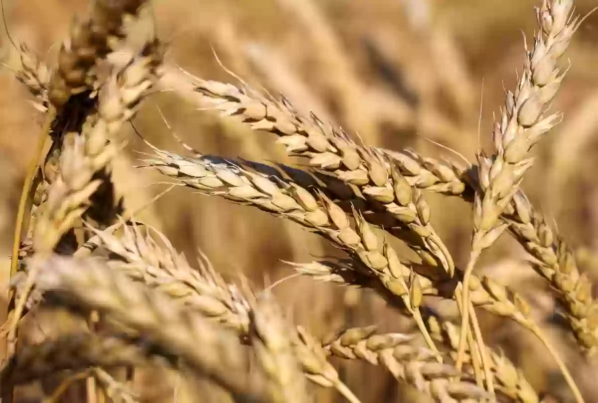 انتهاء موسم شراء القمح المحلي في السعودية